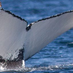 Fluke of CRC-15087