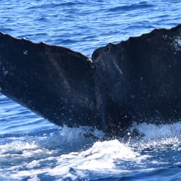 Fluke of CRC-12075