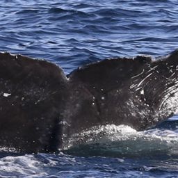 Fluke of CRC-18751