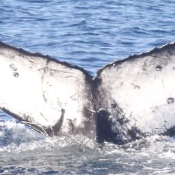 Fluke of CRC-18870