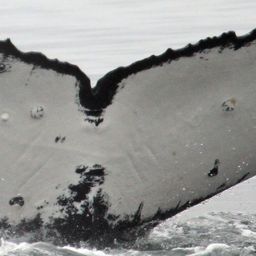 Fluke of CRC-18590