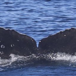 Fluke of CRC-18916