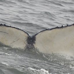 Fluke of CRC-18756