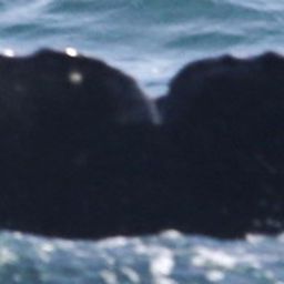 Fluke of CRC-18586