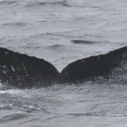 Fluke of CRC-18742