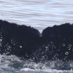 Fluke of CRC-18863