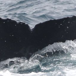 Fluke of CRC-18907