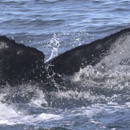 Fluke of Whalerina