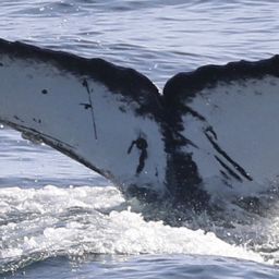 Fluke of CRC-18746