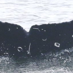 Fluke of Roller