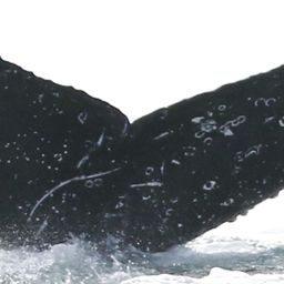 Fluke of CRC-18553