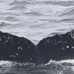Fluke of CRC-18550