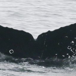 Fluke of CRC-18782