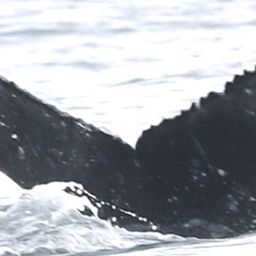 Fluke of CRC-18576
