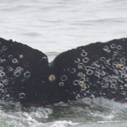 Fluke of CRC-18690
