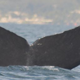 Fluke of CRC-10692