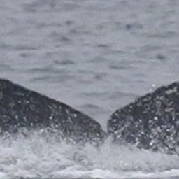 Fluke of CRC-18617