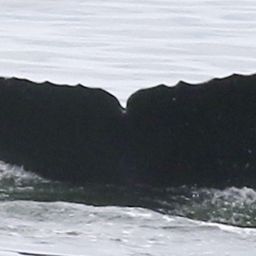Fluke of CRC-18859