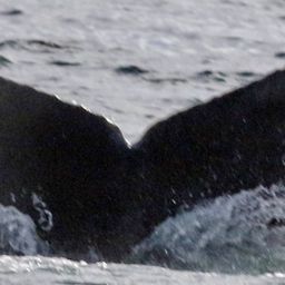 Fluke of CRC-18612