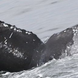 Fluke of CRC-18854