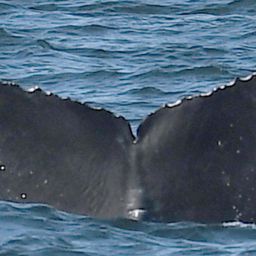 Fluke of CRC-18736