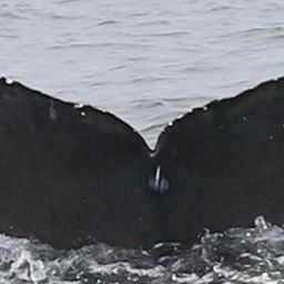 Fluke of CRC-18562