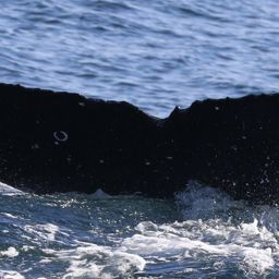 Fluke of CRC-18727