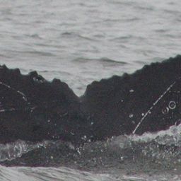 Fluke of CRC-18689