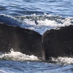 Fluke of CRC-18725