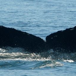 Fluke of CRC-19403