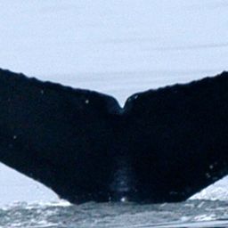 Fluke of CRC-19404