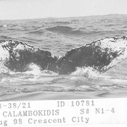 Fluke of CRC-10781