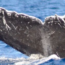 Fluke of CRC-10782