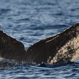 Fluke of CRC-13004