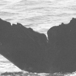 Fluke of CRC-10646
