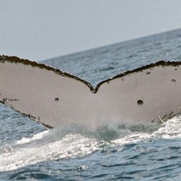 Fluke of PWF-SP_0391