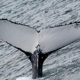 Fluke of PWF-SP_0494
