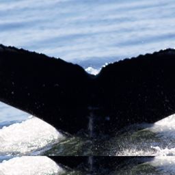 Fluke of CRC-19448