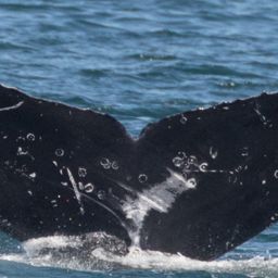 Fluke of CRC-17484