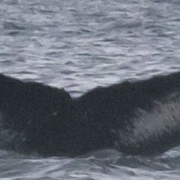 Fluke of HW-MN0200068