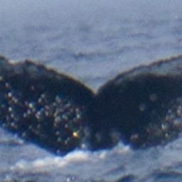 Fluke of HW-MN0800352