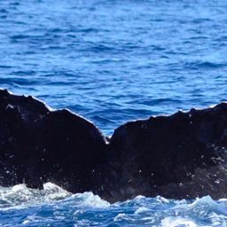 Fluke of CRC-11324