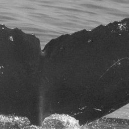 Fluke of CRC-12064