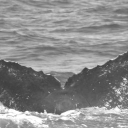 Fluke of CRC-15397