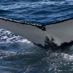 Fluke of HW-MN1300436