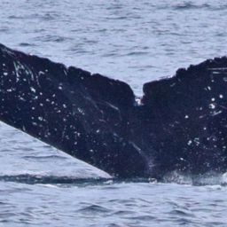 Fluke of CRC-11777