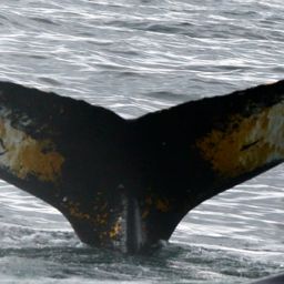 Fluke of BTBEL-Mn20_008NB2_L