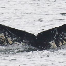 Fluke of Mosaic