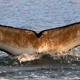 Fluke of Lir