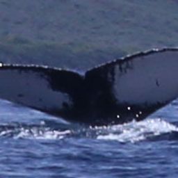 Fluke of KKP-30721a_6